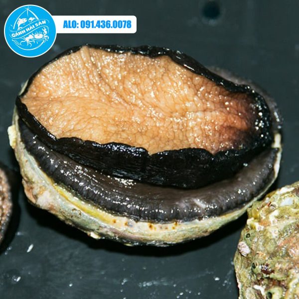 Bào ngư Hàn Quốc