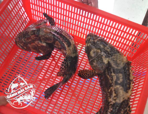 cá mú trân châu