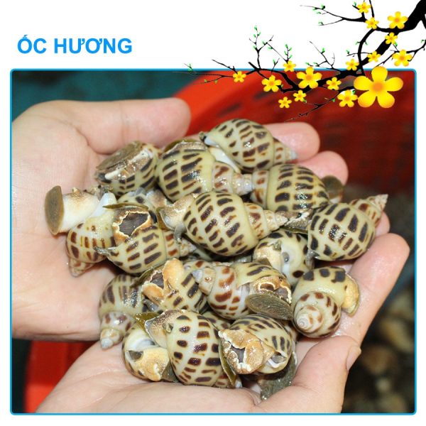 Ốc hương 80 con