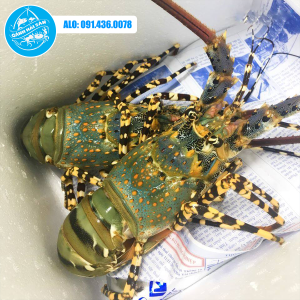 tôm hùm bông sống