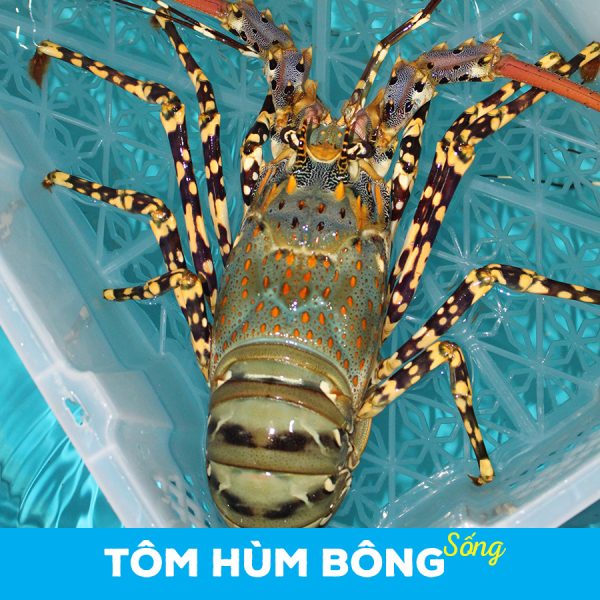 tôm hùm bông sống
