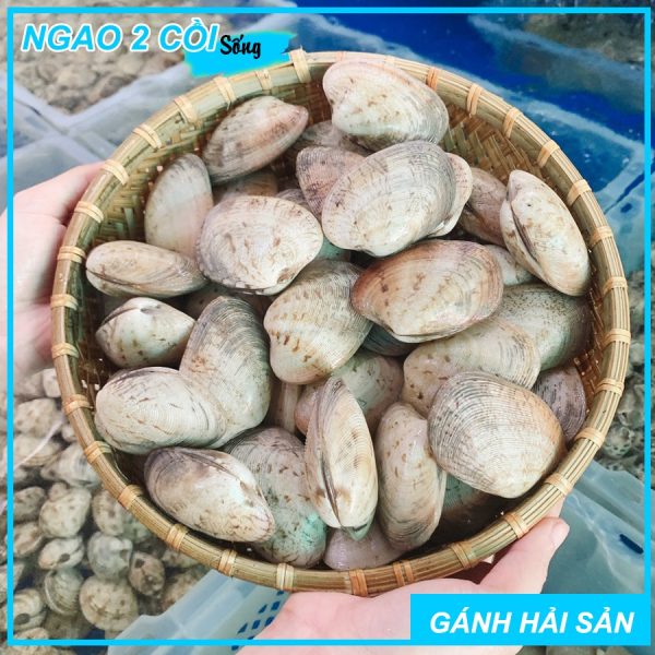 ngao 2 cồi